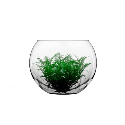 Pecera Redonda Vidrio 30.4cm - Crisa